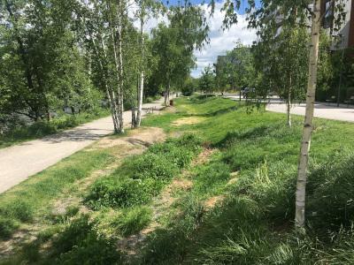 Svackdike Norra Djurgården